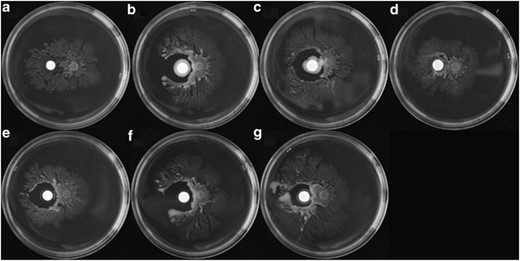 Inhibition of swarming of S. marcescens PDL100 by coral commensals. Swarming of S. marcescens PDL100 on AB 0.4% swarm agar next to a sterile glass fiber GF/C disk is shown in (a). Individual coral commensal strains (Photobacterium sp. 33G2 (b), P. damselae 33G4 (c), Exiguobacterium sp. 33G8 (d), P. leiognathi 33C4 (e), P. leiognathi 33E3 (f) and Vibrio harveyi 34B3 (g)) were grown in marine broth and 20 μl were spotted onto a glass fiber GF/C disk on solid marine agar and disks were incubated at 30 °C overnight. Filter disks were placed next to PDL100 (5 μl of overnight culture diluted 1:100 and grown for 2 h). Plates were incubated at 30 °C overnight and all strains, except 33G8, inhibited swarming motility in the pathogen. The experiments were repeated three times, data from one representative experiment are shown.