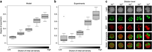 Effect of initial cell density on the spatial segregation of two co-cultured strains in a biofilm. (a) Simulation results. Ten replicate simulations were initiated with 10, 20, 50, 100 or 250 founder cells, respectively. Half of the cells (and their descendants) were marked red and the other half were marked green. At the end of biofilm growth, the degree of assortment with respect to the red and green cells was determined (see Materials and methods). In the box-whisker plots, the median assortment level is indicated by a bold horizontal line, the interquartile range is indicated by the box, and the whiskers include all data except for the outliers. (b) Lab experiments. Biofilms were inoculated by two eps+ strains, each tagged with another fluorescent marker, but otherwise genetically identical, at various initial cell densities. Both strains were equally abundant in the inoculum. Five dilution levels were examined: 10−1, 10−2, 10−3, 10−4, 10−5. Biofilms grew for three days (n=8 per treatment), after which the degree of assortment was determined by analyzing their fluorescence patterns. (c) Visual impression of spatial segregation in biofilms initiated with various initial cell densities. From top to bottom: light images, green-fluorescence images, red-fluorescence images, composite images and simulation results. Dilution levels only apply to the biofilm images and not the simulation results. The scale bar is equal to 5 mm.
