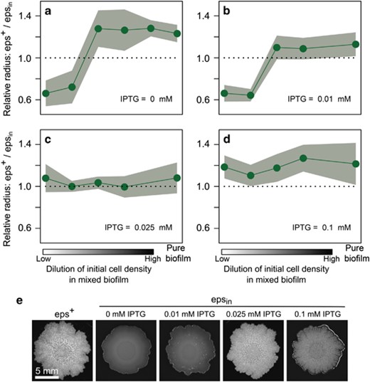 Effects of founder density and level of EPS production on the relative fitness of cooperation. As in Figure 3b, competition experiments were performed at various dilution levels, by co-culturing two strains in the same biofilm, which could be distinguished by different fluorescent markers (n=2–6 per treatment; in total 79 biofilms). After 3 days of biofilm growth, the fitness of each strain was again quantified by the distance the strain had spread from the center to the edge of the biofilm. The competition experiments were performed with epsin and eps+ at various IPTG concentrations: (a) 0 mm; (b) 0.01 mm; (c) 0.025 mm; (d) 0.1 mm. In the absence of IPTG, epsin behaves like eps−, thereby resembling the competition experiment in Figure 3b. By adding IPTG to the medium, epsin cells increase the level of EPS production and, hence, become more cooperative. (e) Light pictures of wild-type and epsin biofilms at various IPTG concentrations.