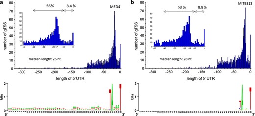 Promoter as well as 5′UTR characteristics of MED4 (a) and MIT9313 (b) gTSS. Based on 1182 MED4 and 1383 MIT9313 gTSS, a minus −10 element motif 6–8 nt upstream of the transcription initiation site was detected, followed by an upstream periodic AT-stretch signal in MED4. Extremely short 5′UTRs with a median length of 26 nt (MED4) and 28 nt (MIT9313) and the absence of a conserved Shine–Dalgarno sequence suggest alternative modes of action for translation initiation independent of 16S rRNA-mediated ribosome binding. The common 5′UTR length of MED4 is 17 nt and of MIT9313 is 15 nt. The majority of protein-coding genes have a 5′UTR length between 10 and 40 nt.