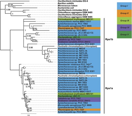 Bayesian inference of phylogeny (Huelsenbeck & Ronquist 2001) for ribosomal S1 proteins in cyanobacteria, gram-positive bacteria and gram-negative bacteria based on the alignment in Supplementary File S7. We used a poisson rate matrix, gamma distributed rate variation, Oscillochloris trichoides DG-6 as an outgroup and stopped after the average s.d. of split frequencies of 0.016 was reached. Numbers at the nodes represent the posterior probability. The grouping of cyanobacteria is according to Schirrmeister et al., 2011. Cyanobacteria marked with an asterisk (Gloeobacter violaceus PCC 7421 and Cyanobacterium UCYN-A) are devoid of the Rps1b homolog.