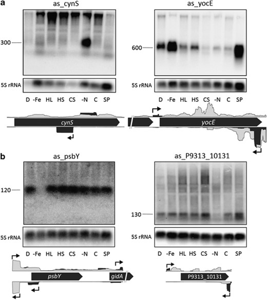 Verification of selected asRNAs of MED4 (a) and MIT9313 (b), and determination of expressional changes during several stress conditions (D—darkness, -Fe—iron depletion, HL—high light, HS—heat shock, CS—cold shock, -N—nitrogen deprivation, C—standard growth conditions and SP—stationary phase) by northern blots. 5S RNA was used as a loading control. The gene arrangement and coverage with reads of the primary (black) or secondary (gray) library are shown at the bottom. Arrows indicate positions of TSS.