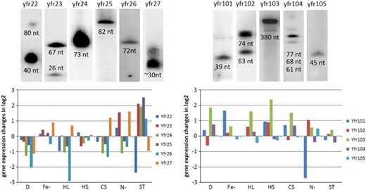 Verification of ncRNA candidates by northern blot hybridization. Different stress conditions have been applied for MED4 and MIT9313 and 5 μg of extracted total RNA was separated on PAA gels and blotted onto nitrocellulose membranes. The size of RNAs was estimated by RNA ladder interpolation and from sequencing data. Fold changes (normalized against the internal standard 5S rRNA) of seven different stresses in comparison with the control hybridization are given in log2.
