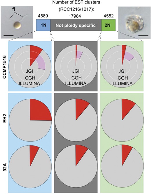 Irreversible loss of haploid-specific genes in E. huxleyi CCMP1516. Ploidy-specific gene expression detected by microarray in haplodiplontic strain RCC1216/1217 (top bar) compared with genome content of diploid strain CCMP1516 (top three pie charts) as analyzed by (i) BLASTN against JGI draft CCMP1516 genome assembly (JGI, inner circle), (ii) comparative genome hybridization (CGH, middle circle) and (iii) BLASTN against Illumina contigs (Illumina, outer circle). Color code: red, genes absent from CCMP1516 based on all three analyses; pink, putative lower copy number in the CCMP1516 genome suggested by CGH. Insets beside top bar show micrographs of 1N cell (arrowheads indicate flagella) and calcified 2N cell at the same magnification (scale bar, 5 μm). Bottom two rows of pie charts: BLASTN analysis of 1N, 2N and nonspecific Sanger EST clusters from E. huxleyi strain RCC1216/1217 against Illumina contigs from strains 92A and Eh2. Clusters with no hits are in red.