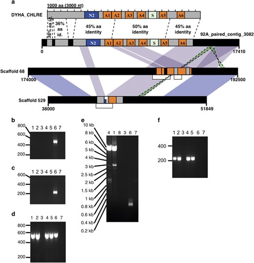 Pair of pseudogenes of OA-DHCα in E. huxleyi CCMP1516. (a) The domain structure of outer arm-dynein heavy chain-α (OA-DHCα) represented by the Chlamydomonas reinhardtii Swiss-Prot ortholog (upper bar), with the most highly conserved DHC structural elements indicated: A1-A6, AAA ATPase domains; N2, N-terminal region; S, Stalk. (a, middle) A complete homolog with all DHC structural elements is encoded on an Illumina paired-end read contig from E. huxleyi strain 92A. Dotted vertical lines mark introns. (a, bottom) Scaffolds 68 and 529 in the CCMP1516 genome assembly share high synteny and homology between each other and the 92A contig but exhibit distinct loss-of-function deletions in the DYHA_CHLRE-homolog. Regions of high nucleotide identity with the 92A contig are indicated. Each scaffold encodes only short segments of the original DHC gene; >95% nucleotide identity over >100 bp sections is indicated between each scaffold and the 92A contig (purple) and between the two scaffolds (blue). Only parts of each scaffold are indicated (numbers indicate nucleotide positions in the JGI assembly), yet the entire Scaffold_529 was identified by JGI as a ‘diploid allele’ of Scaffold_68 (http://genome.jgi.doe.gov and Read et al., 2013). Thin white bars within scaffolds indicate where targeted PCR confirmed scaffold structure, and white bars below scaffolds indicate Illumina paired-end read contigs matching uniquely to one or the other scaffold. (b, c) PCR confirmation of homology break in Scaffold_529. (d) Control PCR amplifying section of C-terminal DHC homology maintained in Scaffold_529. (e) Long-range PCR confirming that the primers used in (b) amplify a large, ≈8.5 kb fragment from RCC1216 genomic DNA (gDNA) and RCC1217 cDNA, corresponding to the major section of DHC homology missing from Scaffold_529 but present in 92A. Only the small fragment is amplified from CCMP1516 gDNA. End sequencing confirmed the products from RCC1216 and RCC1217 were the DHC homologous sections (Supplementary Information). (f) Short-range PCR confirming that the DHC-homologous region found in the 92A scaffold is found in RCC1216 gDNA and RCC1217 cDNA, but not in CCMP1516 gDNA. Samples tested by PCR: random-primed RCC1217 1N cDNA, 1; oligo-dT-primed RCC1217 1N cDNA, 2; RT- RCC1217 1N RNA, 3; RCC1216 2N gDNA, 4; RCC1217 1N gDNA, 5; CCMP1516 gDNA, 6; H2O, 7; RCC1216 2N cDNA.