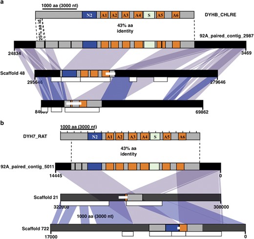 Pseudogene pairs homologous to OA-DHCβ and IA-DHC1β in E. huxleyi CCMP1516. (a, top) Domains of the OA-DHCβ from C. reinhardtii (DYHB_CHLRE). (a, middle) Complete homology to DYHB_CHLRE is encoded on a long paired-end Illumina contig from 92A. (a, bottom) Scaffolds 48 and 399 in the CCMP1516 genome assembly share high synteny and homology between each other and the 92A contig but exhibit distinct loss-of-function deletions in the DYHB_CHLRE-homolog. Internal PCRs, 1516 Illumina read contigs uniquely supporting JGI assembly at scaffolds 48 and 399, and coloring of homology among scaffolds and the 92A contig as in Figure 2. (b) As in Figure 2a and (a), but for the IA-DHC1β/DYH7_RAT homologs on a long 92A Illumina paired-end read contig and scaffolds 21 and 722.