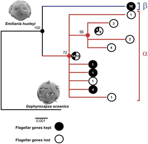 Phylogenetic distribution of asexuality in E. huxleyi. Concatenated cox1–cox3 phylogeny including 83 E. huxleyi strains, all checked for the presence/absence of key flagellar genes (cDHC and inner arm DHC1β using targeted-PCR; see also Supplementary Figure S11).