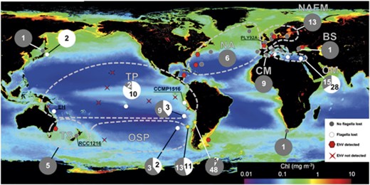 Biogeographic distribution asexuality in E. huxleyi. Strain origins, presence/absence of cDHC and inner arm DHC1β in strain genomes, and epipelagic metagenome data sets examined for detection/lack of EhV sequences. All RCC strains tested are mapped onto the plot of MODIS Aqua satellite Chl-a 2002–2011 mission average. In addition to pelagic metagenome data sets, EhV results from a sediment metagenome from the Peru continental margin and the PCR-based study of Black Sea sediments (Coolen, 2011) are also shown.