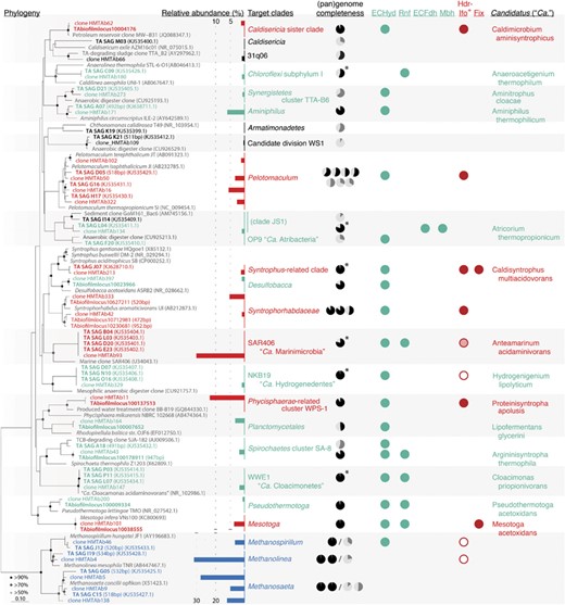 TA reactor biofilm microbial community bin and SAG phylogeny and key anaerobic energy conservation pathways. The 16S rRNA gene-based phylogenetic tree (bootstrap 1000: >90% black node, >70% gray node with black outline and >50% gray node) contains sequences from single-cell genomes, analyzed bins (bolded, blue if methanogenic, and red or turquoise based on identified energy conservation pathways detailed below), and related isolates and clones (gray) with phyla distinguished by alternating background color. Classification of target taxa and their proposed Candidatus names are shown to the right of the tree. For each taxon, the genome completeness of SAG (gray), binned draft genome (black), and pangenome (black with *) are shown as pie charts. The following right-hand columns indicate the presence (circle) or absence (blank) of specific genes related to general (turquoise) and syntroph-associated (red) energy conservation. General energy conservation includes electron-confurcating hydrogenase (ECHyd), Rhodobacter nitrogen fixation complex (Rnf) and electron-bifurcating formate dehydrogenase, membrane-bound hydrogenase (Mbh) with or without accessory formate dehydrogenase H (FdhH), whereas syntroph-associated pathways are heterodisulfide reductase-associated putative ion-translocating ferredoxin:NADH oxidoreductase (Hdr-Ifo) and electron-transfer-flavoprotein-oxidizing hydrogenase (FixABCX). The Hdr-Ifo column indicates presence of an Hdr-Ifo gene cassette (red circle), non-adjacent Ifo and Hdr genes (light red circle with red outline) and only Hdr genes (empty red circle).