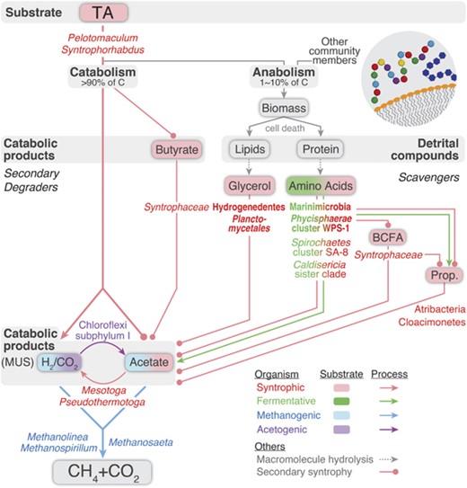 Holistic carbon flux from TA to CH4 and CO2. TA degradation generates catabolic by-products and detrital compounds. Catabolic by-products are primarily methanogen-utilizable substrates (MUS) (that is, acetate and H2) and also include butyrate. Detrital compounds consist of biological macromolecules such as lipids and protein. Syntrophy-related (red), fermentation-related (green), methanogenesis-related (blue) and acetogenesis-related (purple) taxa (name), substrates (box) and pathways (arrow) are shown. Taxa and substrates related to two processes are indicated by both colors. Syntrophic, fermentative and acetogenic secondary degraders and scavengers interact to metabolize these compounds to acetate and H2 that are finally mineralized to CH4 and CO2 by methanogens (blue). In particular, syntroph-to-syntroph substrate transfer (secondary syntrophy, circle-headed line) may play an important role in completing degradation of TA and protein. For scavenging detrital compounds, exoenzyme-producing organisms (bolded) are necessary to hydrolyze macromolecules (dotted gray arrow).
