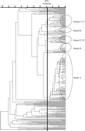 Dendrogram to illustrate the relatedness of 287 CTX-M-producing E. coli isolates from UK centres. Major strains (n=188 isolates), defined by PFGE profiles with ≥85% similarity (UPGMA, Dice; black vertical line), are indicated (see text for details). Each gradation on the scale represents a 5% difference in similarity. Banding patterns were not obtained from four isolates due to DNA autodigestion.