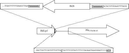 Schematic representation of the arrangment of IS elements upstream of the blaCTX-M-15 allele in epidemic E. coli strain A showing the presence of an IS26 element between the structural gene and its usual promoter (located within terminal inverted repeat of an ISEcp1-like element).17,18
