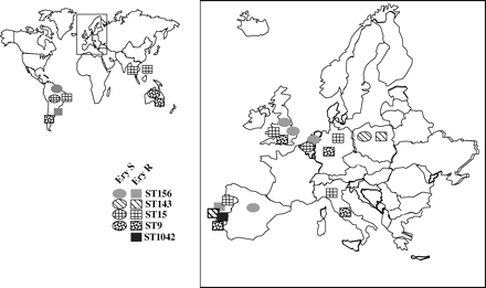 International distribution of pneumococcal clones of serotype 14 found in Portugal. Also shown is a local clone, ST1042. Ery S, erythromycin-susceptible clones; Ery R, erythromycin-resistant clones. ST, sequence type. Source: Pneumococcal MLST database.10