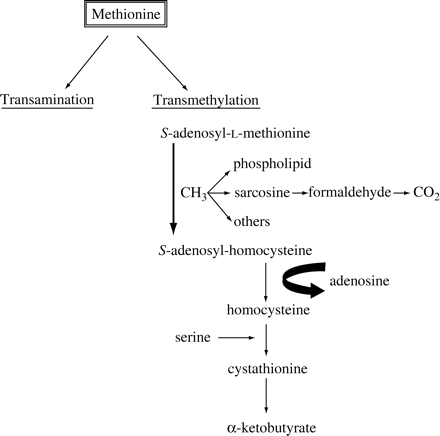 Schematic representation of the metabolism of the essential amino acid, methionine, via the transamination and transmethylation pathways.