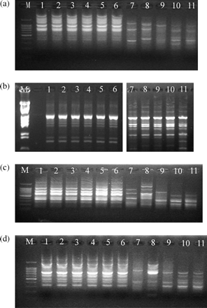 RAPD assay with the four primers: (a) primer R108; (b) primer 2; (c) primer 5; (d) primer R151. Samples were separated in 1.5% agarose gels and run in 1 × TAE at 3.0 V/cm. M, DNA molecular standards. Samples in lanes 1, 2, 3, 4, 5 and 6 were from isolates AF1, 2, 3, 4, 5 and 6, respectively. Samples in lanes 7, 8, 9,10 and 11 were from control strains.