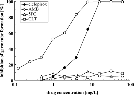 Influence of ciclopirox and other antifungals on germ tube formation of C. albicans. Semi-synchronized yeast cells of strain 5342 ZN (107 cells/mL) were incubated at 37°C in Lee's medium containing ciclopirox, amphotericin B (AMB), flucytosine (5FC) or clotrimazole (CLT) at concentrations ranging from 0.125 to 64 mg/L. The percentage inhibition of hyphal formation was monitored after 4 h of incubation. Values represent the averages of at least four different samples (n=4–8).