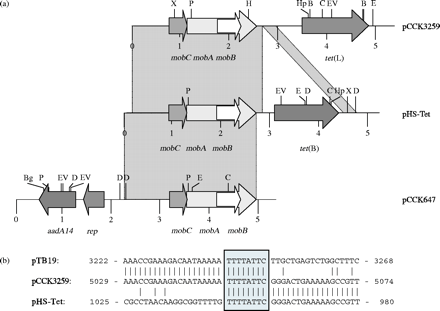 (a) Schematic presentation of plasmid pCCK3259 from M. haemolytica in comparison to plasmids pHS-Tet from H. parasuis and pCCK647 from P. multocida. The reading frames are shown as arrows with the arrowhead indicating the direction of transcription [rep: plasmid replication; mobA, mobB, and mobC: plasmid mobilization; aadA14: resistance to spectinomycin and streptomycin; tet(B), tet(L): tetracycline resistance]. A distance scale in kb is shown below each map. The grey-shaded areas indicate the areas of ≥90% nucleotide sequence identity between the different plasmids. Restriction sites are abbreviated as follows: B (BclI), Bg (BglII), C (ClaI), D (DraI), E (EcoRI), EV (EcoRV), H (HindIII), Hp (HpaI), K (KpnI), P (PstI), and X (XbaI). Since the sequence of plasmid pHS-Tet has been deposited in the database in a different orientation compared to plasmids pCCK3259 and pCCK647, the map of pHS-Tet had been re-drawn to better illustrate the areas of homology. Hence the distance scale and the positions of the reading frames in the map of pHS-Tet do not correspond to those in the respective database entry. (b) Potential recombination site (shown in the box) downstream of tet(L) in pCCK3259 (accession no. AJ966516) and comparison with the corresponding sequences of plasmid pTB19 from G. stearothermophilus (accession no. M63891) and plasmid pHS-Tet from H. parasuis (accession no. AY862435). The numbers refer to the nucleotide positions in the respective database entries. Vertical bars indicate matching nucleotide sequences.