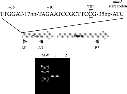 Transcription of the macAB operon. The −10 and −35 sequences of the macAB operon are represented by solid bars. The macA transcription start point (TSP) is boxed. Grey arrows represent the macA and macB genes, the filled triangles represent the primers used for the RT–PCR. An agarose gel showing the RT–PCR products is also presented. MW, molecular weights. Lane 1, the reverse transcription reaction was performed with primer B3 and the PCR was done with primers AF/A3. Lane 2, same as lane 1 but reverse transcriptase was omitted in the reverse transcription reaction.