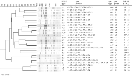 Dendrogram of PFGE profiles of representative major epidemic MRSA (italics) and MSSA. For each isolate represented, spa profile, spa type, spa group, MLST ST and CC are listed. Branches linking the MSSA and MRSA profiles belonging to the same PFGE type are thickened.