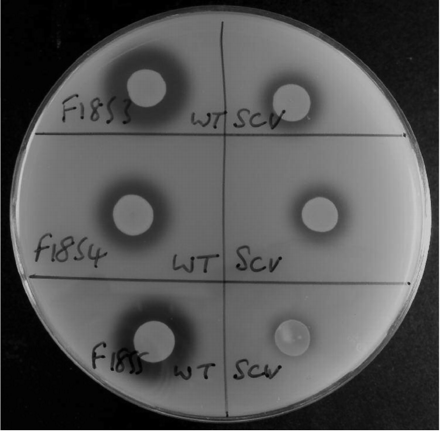 Suspensions of wild-type (WT) and SCV of MRSA strains F1853, F1854 and F1855 spotted onto DNAse agar. After development with 0.5 M hydrochloric acid, clear zones indicate DNAse production. Note the decrease in DNAse production in the SCV.