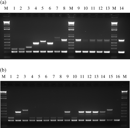 Validation and application of the SCCmec IV multiplex PCR. (a) Amplification patterns obtained for the prototype strains and for six strains characterized by the new subtype IVh. Lanes 1–8, prototype strains of the earlier described SCCmec IV subtypes and the new subtype IVh characteristic of EMRSA-15: strains MW2 and CA05, subtype IVa; 8/6-3P, IVb; Q2134, IVc; JCSC4469, IVd; AR43/3330.1, IVE; M03-68, IVg and HAR22 (EMRSA-15), IVh. Lanes 9–14, strains HGSA146, HGSA157, HGSA158, HGSA163, HGSA168 and HAR36—subtype IVh. (b) Appli- cation of the SCCmec IV multiplex PCR to a collection of 13 diverse SCCmec type IV strains. Lanes 1–3, prototype strains MW2, Q2314 and JCSC4469—subtypes IVa, IVc and IVd, respectively. Lanes 4–8 and 10, strains BM18, FFP311, VNG17, RJP17, HSA74 and HAR38—subtype IVa. Lanes 9 and 11–14, strains DEN2946, ARG9, DEN2949, DEN114 and DEN1451—subtype IVc. Lane 15, strain BK2529—subtype IVd. Lane 16, strain COB3—subtype IVNT. M, DNA molecular size marker (1 kb DNA Ladder Plus, Invitrogen Life Technologies, Carlsbad, CA, USA).