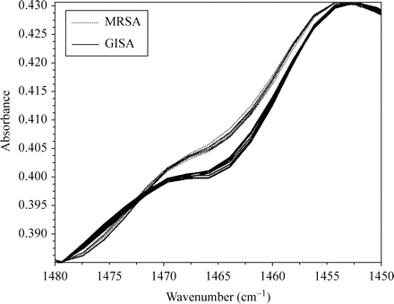 FTIR spectra of GISA/hGISA (solid lines) and MRSA (dotted lines) in the region 1480–1450 cm−1. A colour version of this figure is available as Supplementary data at JAC Online (http://jac.oxfordjournals.org/).
