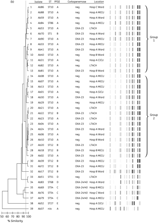 (a) PFGE of ApaI macrorestriction of representative A. baumannii isolates, demonstrating PFGE type A (Ab21, Ab30, Ab31, Ab33, Ab37, Ab40, Ab41 and Ab53), type B (Ab20, Ab22 and Ab39), type C (Ab69, Ab76 and Ab79), type D (Ab51 and Ab83) and type E (Ab52). (b) Dendrogram describing percentage similarity and band patterns of A. baumannii by rep-PCR, interpreted using the Kullback–Leibler method. Similarity within group 1 (1–13) and within group 2 (14–29) is >95%. Similarity between the two groups is >90%. Also in this figure, ST by PCR/ESI-MS, PFGE types, carbapenemase genes detected and distribution by location in hospital ward, medical intensive care unit (MICU), cardiac intensive care unit (CICU), surgical intensive care unit (SICU) and long-term acute care hospital (LTACH) are shown.