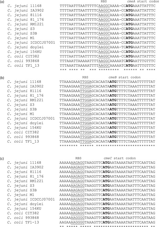 Multiple alignment of the translation initiation regions of cmeA (a), cmeB (b) and cmeC (c). The C. jejuni and C. coli DNA sequences available in the GenBank database were used for the analysis. Start codons are shown in bold and RBSs are underlined. GenBank accession numbers are AL111168 (C. jejuni NCTC 11168), CP001876 (C. jejuni IA3902), CP000814 (C. jejuni 81116), CP000538 (C. jejuni 81_176), NC_003912 (C. jejuni RM1221), CP001960 (C. jejuni S3), FJ797669 (C. jejuni S3B), CP001900 (C. jejuni M1), CP002029 (C. jejuni ICDCCJ07001), CP000768 (C. jejuni doylei 269.97), DQ333454 (C. jejuni 154KU), AY598796 (C. coli CIT382), FJ797671 (C. coli 993868) and FJ797673 (C. coli TF1_13). The alignment was performed using ClustalW2.