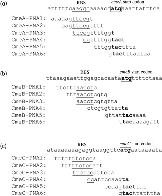 Target sequences of PNAs against cmeA (a), cmeB (b) and cmeC (c). The RBSs are underlined, and the start codon is in bold and marked with a rectangle.