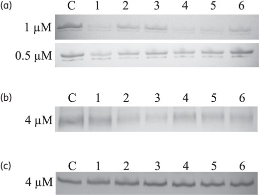 Inhibition efficiency of CmeABC-PNAs. (a) CmeA expression level visualized by western blotting following treatment with six CmeA-PNAs at two different concentrations (1 μM and 0.5 μM), as indicated on the left. CmeA is a glycosylated protein and appears as a doublet band in western blotting. C, C. jejuni NCTC 11168 without PNA; lanes 1–6, CmeA-PNA1–CmeA-PNA6, respectively. (b) Changes in the level of CmeB expression caused by 4 μM CmeB-PNAs. C, C. jejuni NCTC 11168 without PNA; lanes 1–6, CmeB-PNA1–CmeB-PNA6, respectively. (c) Protein levels of CmeC expression following treatment with 4 μM CmeC-PNAs. C, C. jejuni NCTC 11168 without PNA; lanes 1–6, CmeC-PNA1–CmeC-PNA6, respectively. An equal amount of the protein sample was used for each lane, and total proteins were visualized by SDS-PAGE and Coomassie blue staining as a control in all experiments by using the same protein amount used for western blotting (data not shown).