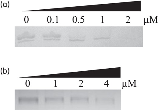 Concentration-dependent knockdown by CmeA-PNA1 (a) and CmeB-PNA3 (b). PNA concentrations are indicated at the top.