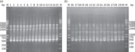 ERIC–PCR fingerprinting patterns of the functional class 2 integron-positive P. mirabilis isolates (a) and other class 2 integron-positive P. mirabilis isolates (b). Lane M, molecular size marker. Lanes 1–30, class 2 integron-positive isolates.