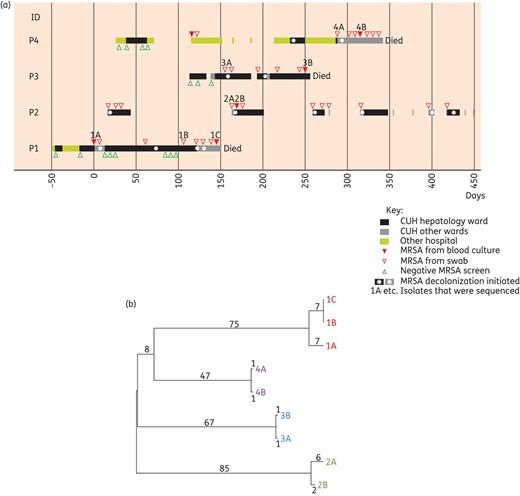 Epidemiology and bacterial phylogeny of MRSA bacteraemia cases. (a) Epidemiological map of four patients (P1–P4) with MRSA bacteraemia. Each row represents a single patient and the coloured blocks for each represent the time spent as an inpatient on the hepatology ward, other wards at the CUH or at other hospitals. The length of each box denotes the duration of admission and the scale bar represents days after the date of the first bacteraemia. (b) Phylogenetic tree based on whole-genome sequencing of nine carriage and bacteraemia isolates of MRSA from the four patients shown in (a). The numbers shown represent SNP differences between isolates.