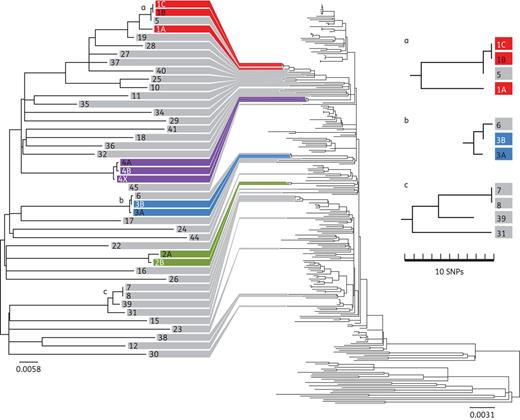 Phylogenetic context of MRSA isolates from hepatology patients. Phylogenetic tree based on the whole-genome sequence of nine MRSA isolates from four bacteraemia patients (P1–P4, different colours) and 42 MRSA isolates from patients with recent MRSA acquisition admitted to the hepatology ward (P5–P47, coloured grey, left-hand tree). The same isolates were included in a phylogenetic tree with the 193 ST22 MRSA isolates from a global collection (right-hand tree).19 Grey lines linking the two trees indicate the position of the hepatology isolates in the global phylogeny. The three clusters (a, b and c) represent suspected MRSA transmission events, two of which were corroborated by epidemiological evidence.