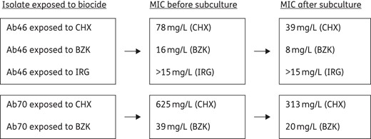 MICs (mg/L) of biocides before and after subculture in Mueller–Hinton agar of isolates Ab46 and Ab70 exposed to chlorhexidine digluconate (CHX), benzalkonium chloride (BZK) or Irgasan® (IRG).