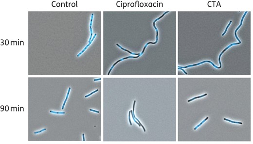 Fluorescence microscopy images of B. subtilis cells treated with closthioamide, treated with ciprofloxacin or left untreated (Control). DNA was stained with DAPI dye. CTA, closthioamide. This figure appears in colour in the online version of JAC and in black and white in the print version of JAC.