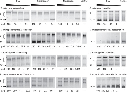 Effect of closthioamide on bacterial topoisomerase activities. E. coli and S. aureus gyrase supercoiling and relaxation and topoisomerase IV relaxation and decatenation reaction in the presence or absence (Control) of different concentrations of inhibitors. The positions of relaxed DNA, supercoiled DNA and DNA minicircles are indicated. CTA, closthioamide; R, relaxed DNA; SC, supercoiled DNA; MC, DNA minicircles.