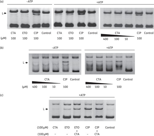 Effect of closthioamide on gyrase-induced DNA cleavage. Detection of linear DNA in the E. coli gyrase assays: (a) supercoiling and (b) relaxation reaction in the presence or absence of ATP. (c) Effect of closthioamide on ciprofloxacin- or etoposide-induced cleavage. The position of linear DNA is indicated. CTA, closthioamide; CIP, ciprofloxacin; ETO, etoposide; L, linear DNA.