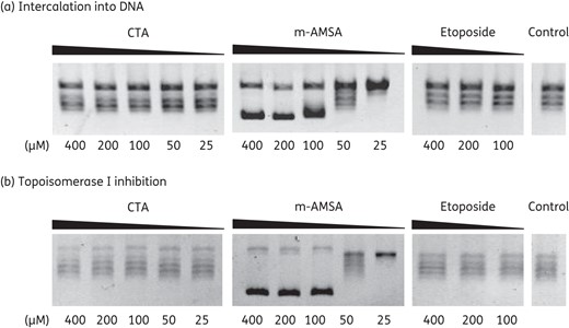 Intercalation of closthioamide into DNA. (a) DNA unwinding by calf thymus topoisomerase I in the presence or absence of an intercalating agent. The intercalative agent amsacrine was used as a positive control and etoposide as a negative control. (b) Control reaction for an inhibitory effect on the calf thymus topoisomerase I activity. CTA, closthioamide; m-AMSA, amsacrine.