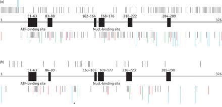 Schematic of the TK gene with conserved/active regions (black boxes) and non-conserved regions (bold line). Also shown is an overview of the positions of published aa substitutions (black bars), stop codons due to nucleotide changes (green bars), stop codons due to nucleotide insertions or deletions (red bars) and aa frameshifts without premature stop codons (blue bars) within the TK gene of HSV-1 (a) and HSV-2 (b). Bars above the TK gene show positions of natural polymorphisms and bars below indicate positions of resistance-associated substitutions. One frameshift marked with an asterisk indicates a unique exceptional deletion of 969 nucleotides that extends into the 3′-untranslated region of the TK gene. This figure appears in colour in the online version of JAC and in black and white in the print version of JAC.