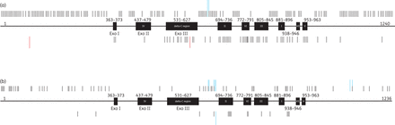 Schematic of the DNA pol gene with regions of homology I to VII as well as three Exo domains (black boxes) and non-conserved regions (bold line). Also shown is an overview of the positions of published aa substitutions (black bars) and aa frameshifts without premature stop codons (blue bars) within the DNA pol gene of HSV-1 (a) and HSV-2 (b). Bars above genes show positions of natural polymorphisms and bars below genes indicate positions of resistance-associated substitutions. This figure appears in colour in the online version of JAC and in black and white in the print version of JAC.