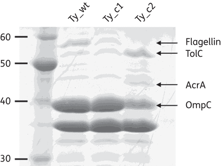 Ty_wt, Ty_c1 and Ty_c2 have different outer membrane protein profiles. Proteins showing differential expression are indicated by arrows.