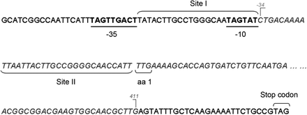 Schematic representation of the deleted region located in the marRAB regulatory region of Ty_c2. The predicted −35 and −10 promoter regions are shown in underlined bold letters. The two MarR-binding sites (Site I and Site II) are also indicated and extrapolated from E. coli.41 Letters in italics correspond to the deletion detected and numbers in grey indicate the first and last position of the deleted nucleotides.