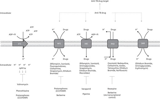Efflux pump inhibitor mode of action and the effect on anti-TB therapy. Numerous efflux pump inhibitors have been shown to target specific efflux pump classes; however, some efflux pump inhibitors act indirectly to block efflux pump activity. Valinomycin, phenothiazine and the protonophores diminish the membrane potential generated by the PMF. The collapse in the PMF negatively impacts the activity of some efflux pumps. Berberine affects efflux pump activity via transcriptional control of efflux pump genes. Addition of efflux pump inhibitors has been shown to impact efficacy of anti-TB therapy, i.e. anti-TB drugs and other drugs may be extruded from the cell by efflux pumps; however, this efflux would be blocked by the presence of efflux pump inhibitors. This therefore allows anti-TB drugs/other drugs to remain in the cell and act on their drug targets. ETC, electron transport chain.