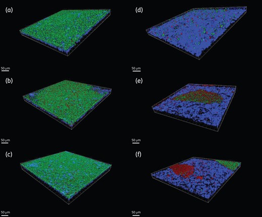 Three-dimensional reconstruction of microbial biofilms. The left-hand panels (a, b and c) represent control samples, while the right-hand panels (d, e and f) represent BAG-S53P4-treated samples of S. epidermidis (a and d), A. baumannii (b and e) and K. pneumoniae (c and f). Green = viable cells. Red = dead cells. Blue = titanium. Scale bar = 50 µm.