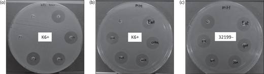 Carbapenemase activity demonstration of extracts obtained by different methods. Carbapenemase enzymes were extracted from a KPC-positive isolate (K6+) by enzymatic extraction (a) or by mechanical extraction (b). Negative control (32199) is a KPC-negative strain and is not able to hydrolyse ertapenem (c).