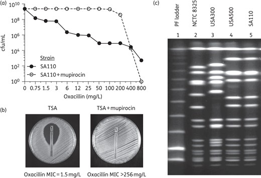 Oxacillin resistance phenotype of ‘OS-MRSA’ strain SA110—determined by population analysis (a) or Etest (b)—in the absence and presence of mupirocin added to the growth medium. (c) PFGE profiles of strain SA110 and two strains representing the MRSA clones USA500 and USA300. The PFGE profile of strain NCTC 8325 was also included as a control. Noteworthy, according to Li et al.,22 USA300 is derived from USA500.