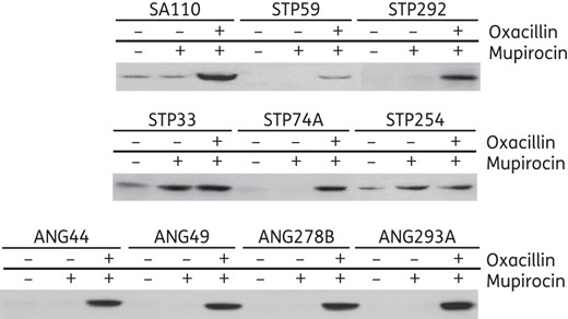 Titration of the amounts of PBP2A produced by the OS-MRSA isolates (SA110 and the nine MRSA isolates from Africa).
