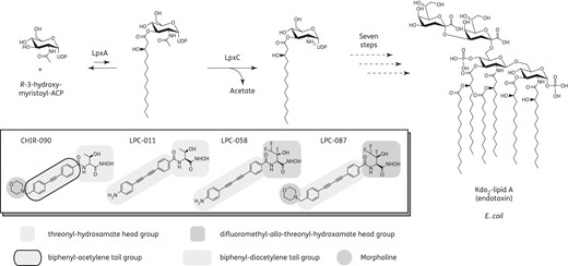 Antibiotics targeting LpxC in the lipid A biosynthetic pathway in Gram-negative bacteria. The LpxC inhibitor head groups, tail groups and morpholine moiety (if present) are highlighted in grey.