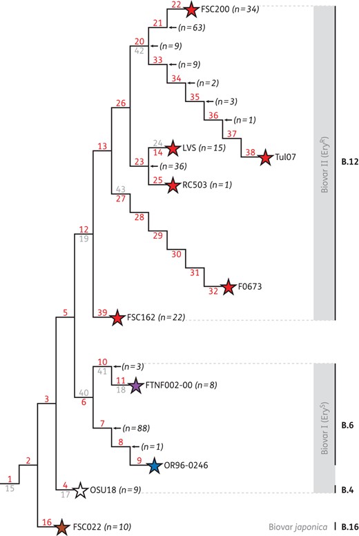 A schematic whole-genome phylogeny of F. tularensis subsp. holarctica based on canonical SNPs. The four major genetic groups are defined by canSNP B.4, B.6, B.12 and B.16 with the corresponding biovar classification indicated on a grey panel. The numbers on the tree branches indicate different canSNP genetic groups (B.1 is indicated by 1, B.2 is indicated by 2, etc.). The first published canSNP designation for a genetic group is indicated in red, and later published corresponding canSNPs are indicated in grey. The stars at tree branch termini indicate whole-genome sequences of F. tularensis strains. The number of strains (n) of each canSNP group is shown next to a tree branch or an internal tree node.